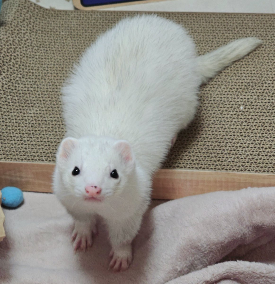 みお　まんまるあにまるず　フェレット×2 12／18更新】お店で販売しているフェレット達のご紹介♪(熱帯俱楽部