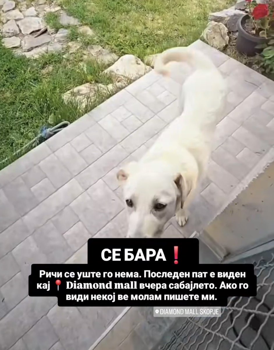 Изгубено куче околу дајмонд мол