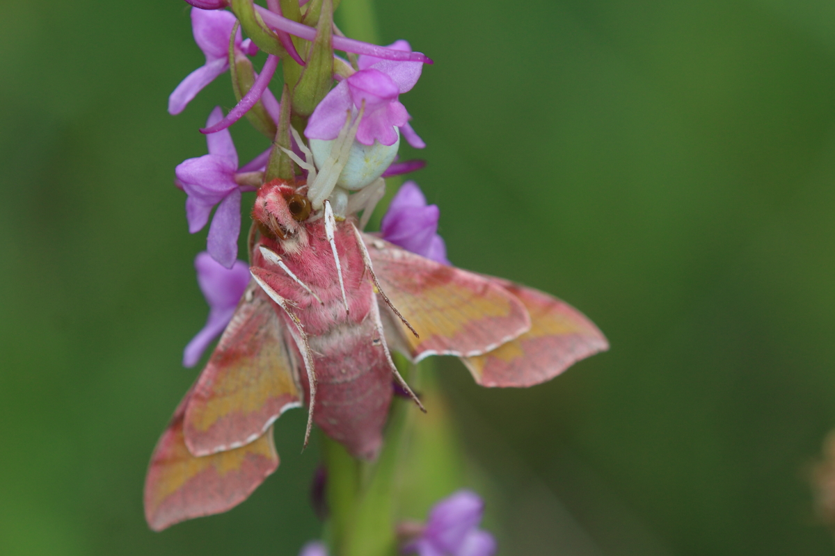 Bird Watching Spain tweet media