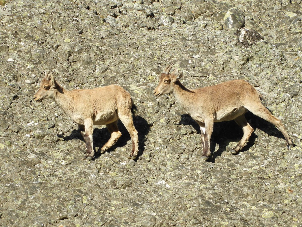 Bird Watching Spain tweet media