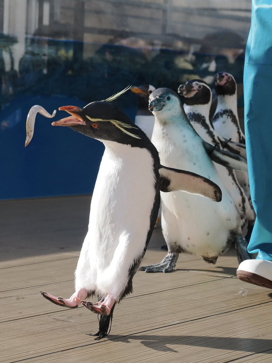 狙った獲物は逃がさないイワトビ女子
 #ミナミイワトビペンギン
 #仙台うみの杜水族館