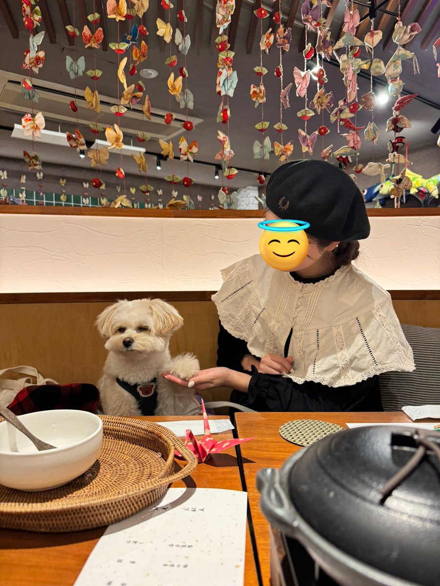 boku_soy's tweet image. 🐶『 はい、これで良いんでしょ、、』

 #ポメプー #pomapoo 
 #ポメラニアン  #トイプードル 
 #ポメプーのSOY 
 #ホテル四季の蔵 
 #犬  #愛犬とお出かけ
