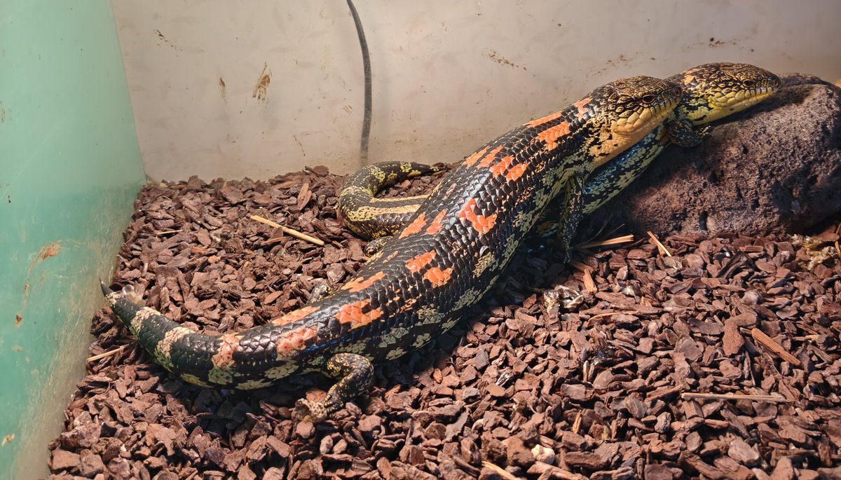 ありんこページ ありんZ (@arinko_rinrin) / Posts / X