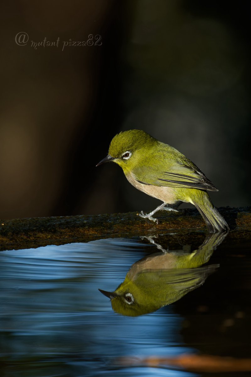 むぎ (@mugimugi_z) / Posts / X