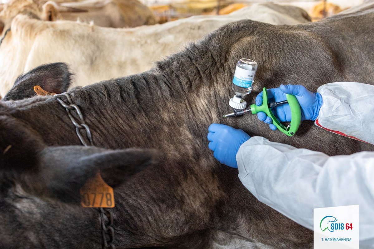 🐄 Les renforts vétérinaires sont arrivés !

⛑️ Les sapeurs-pompiers participent à la vaccination contre la Dermatose Nodulaire Contagieuse (DNC).

👏 Merci aux renforts extra-départementaux pour leur engagement !

#sdis24 #sdis79