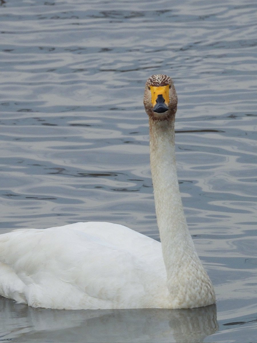 찍자마자 속절없이 웃어버리고 만 큰고니 정면얼굴입니다
어떻게 이런 생물이!!!!!
누가 백조 우아하댔냐