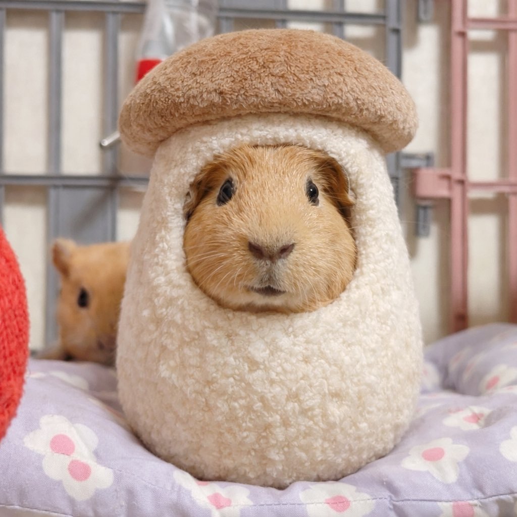 햄콩몽(몽찌 임보중) tweet media