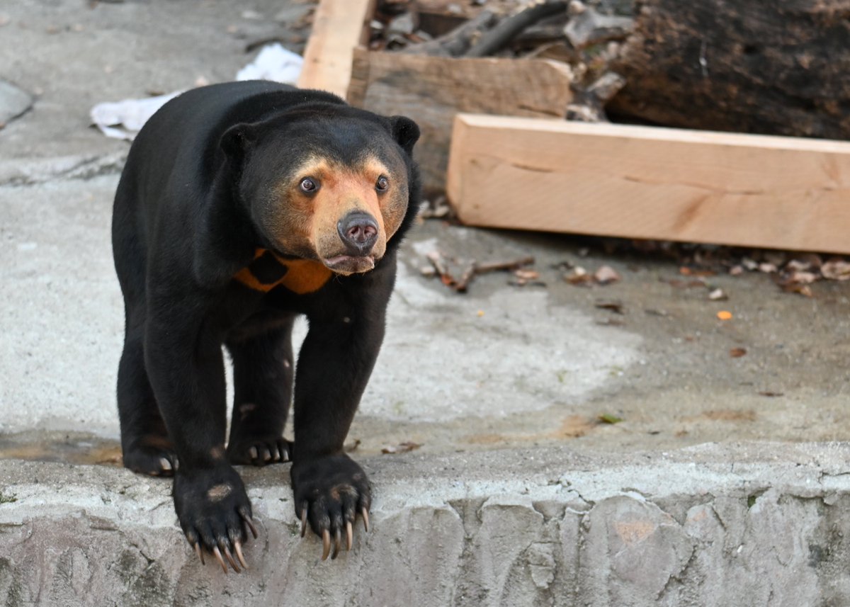 おやつ入りポリタンを持った飼育員さんを見つめる👀✨

📷2025.12.20

＃天王寺動物園
＃マレーグマ
＃マーサ