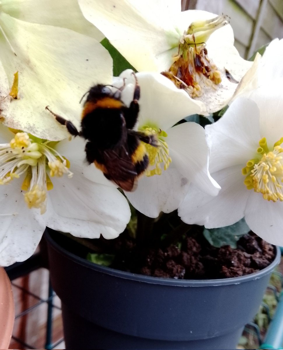 Bumblebee sleeping on a flower taken this morning. Shouldn't she be hibernating now? <a href="/BumblebeeTrust/">Bumblebee Conservation Trust</a>