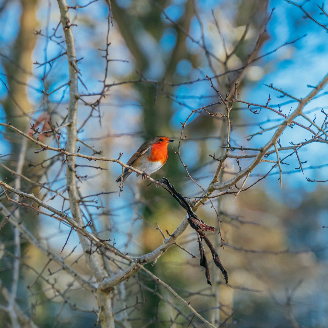 The New Forest - Forestry England tweet media