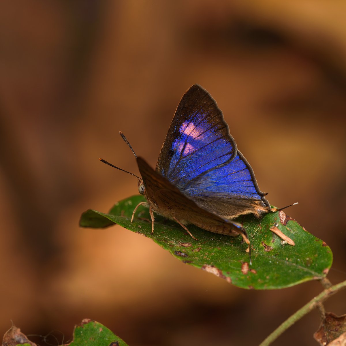 KUDO Seiya (@ze_ph) / Posts / X