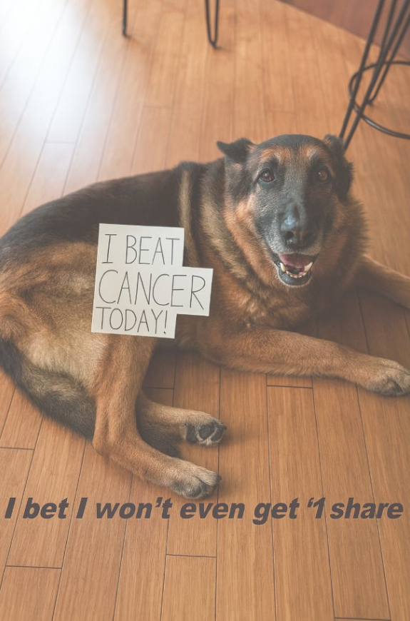 BestinDogs's tweet photo. Congrats to you sweetie ❤️ https://t.co/rID31JHcb5