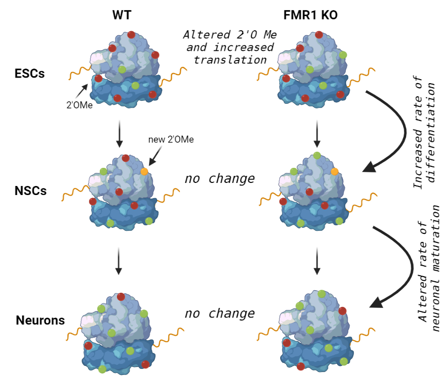 Centre for Brain Research, IISc tweet media