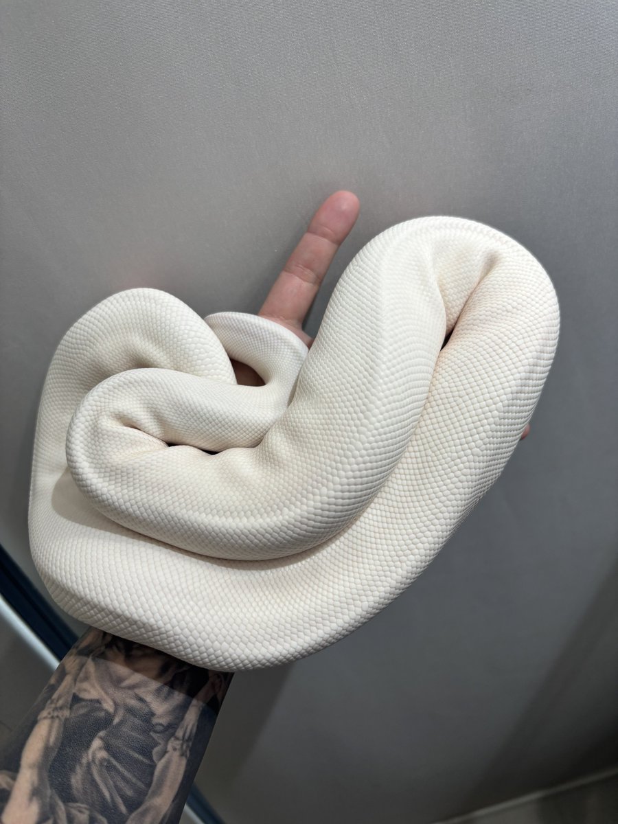 na___Python's tweet image. ピンストライプって掛け合わせ難しいけど
ドンピシャにハマるとエグいな🫶

ちなみにこれはただの白蛇。笑