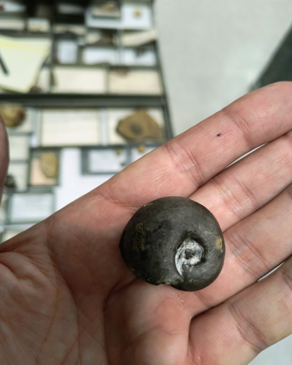 ABaucon's tweet image. 🐚✨ Check out this Bellerophon from the DISTAV collections at the University of Genoa! Traditionally seen as gastropods (snails), the planispiral coiling has sparked some debate about their classification. 🤔🔍 #FossilMystery #UniversityLife #ScienceIsCool