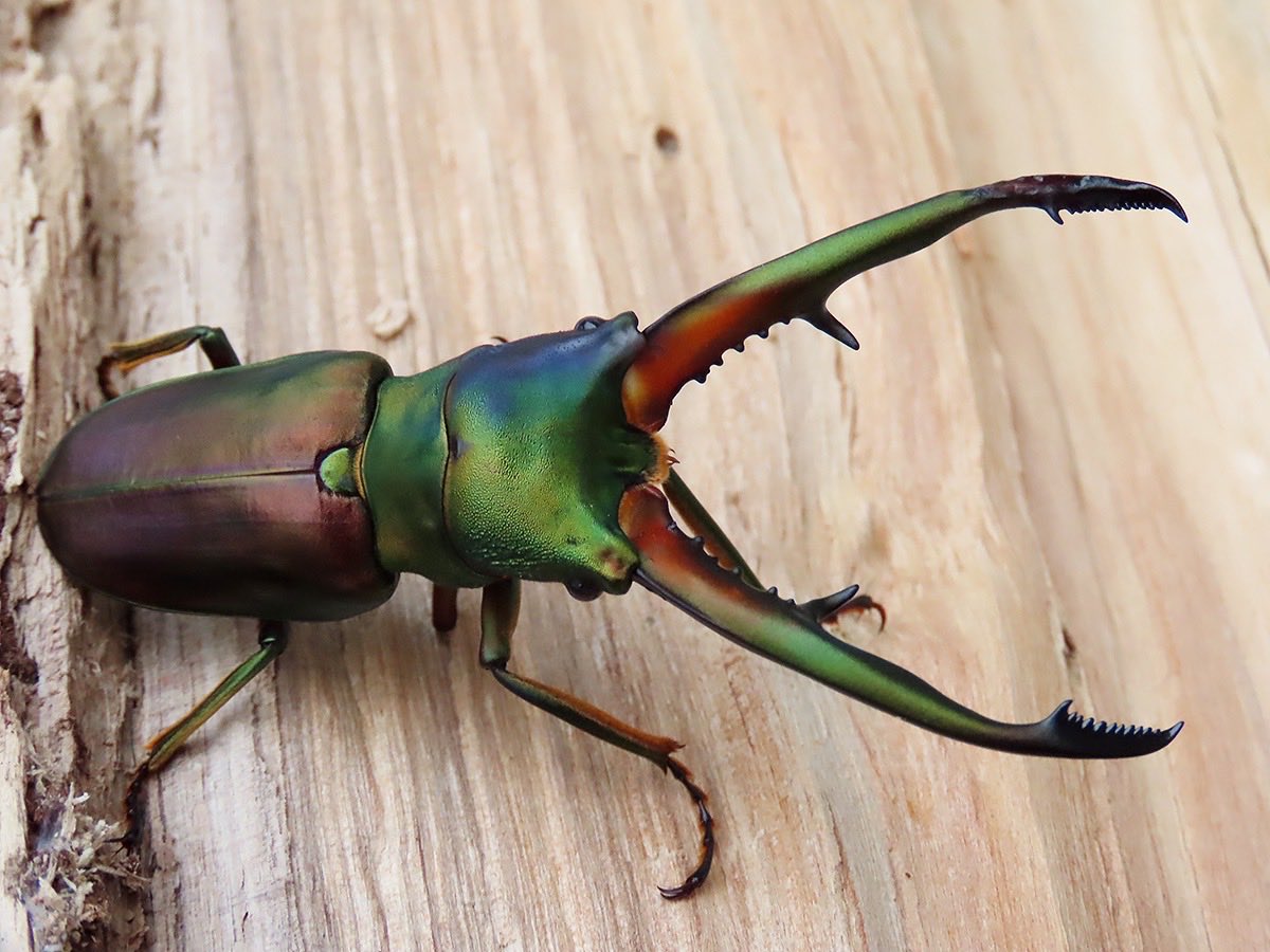 かぶぶくわわ (@mushi_lowkun) / Posts / X