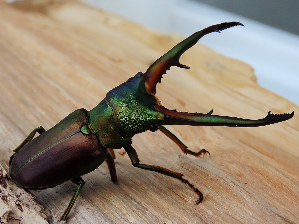 かぶぶくわわ (@mushi_lowkun) / Posts / X