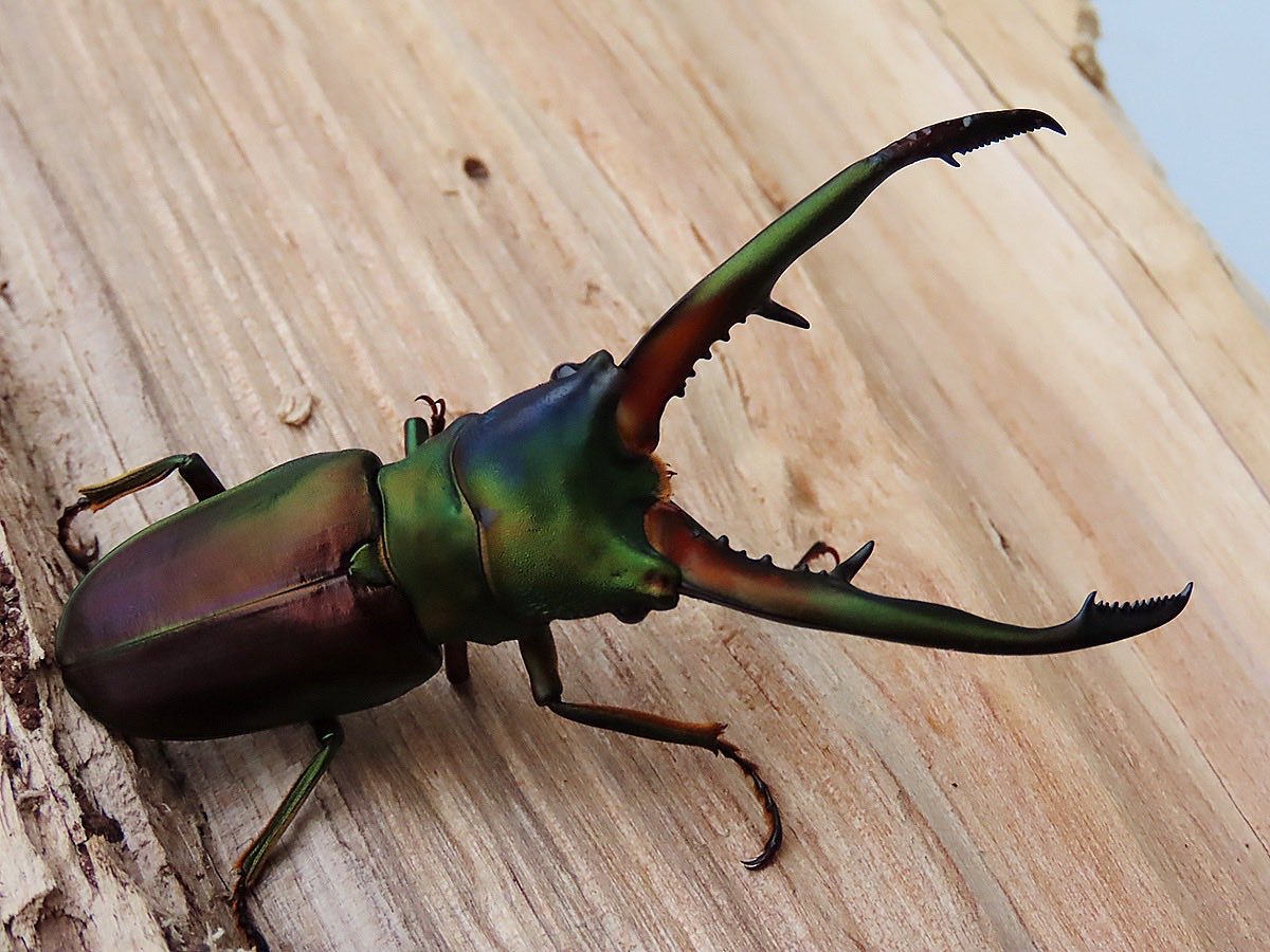 かぶぶくわわ (@mushi_lowkun) / Posts / X