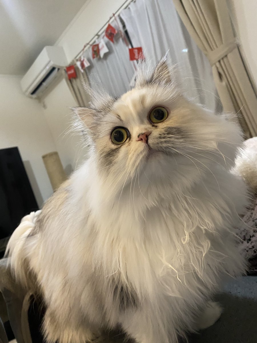 ルナちゃん🎀成長日記🫧 (@cat1121cat) / Posts / X