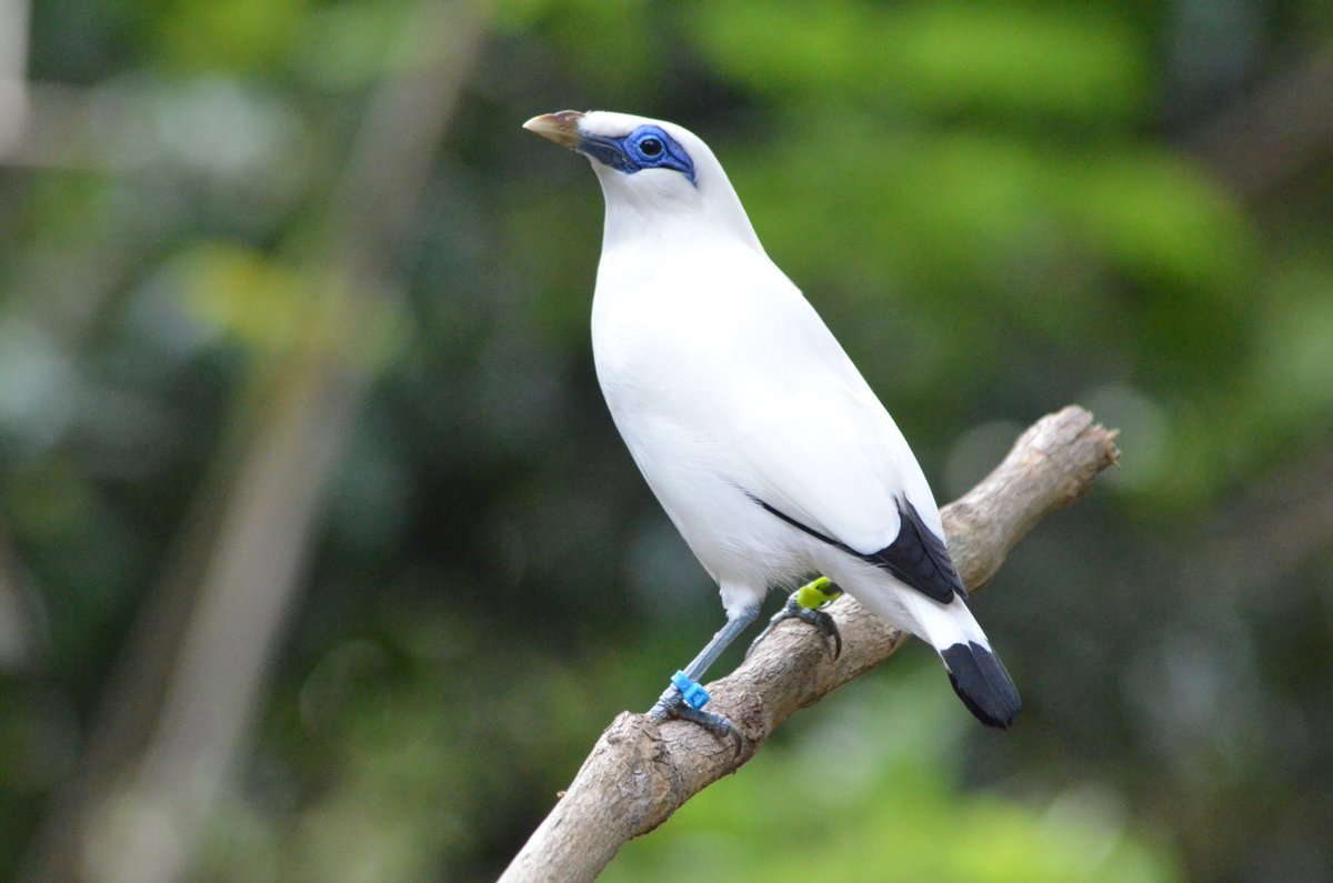 Chester Zoo Science tweet media