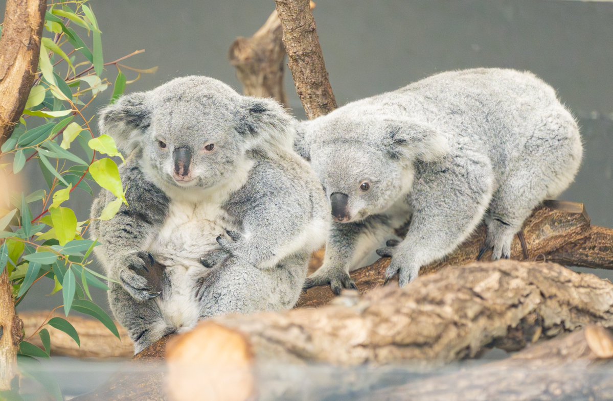 コアラ コアラ2頭の旅立ちの日｜オフィシャルブログ｜東山動植物園