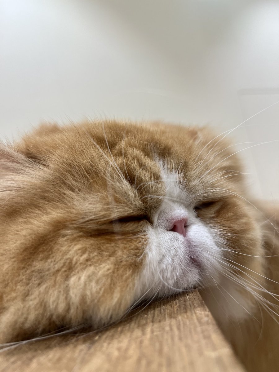 Cat Twitter Community on X - 73.9K Members