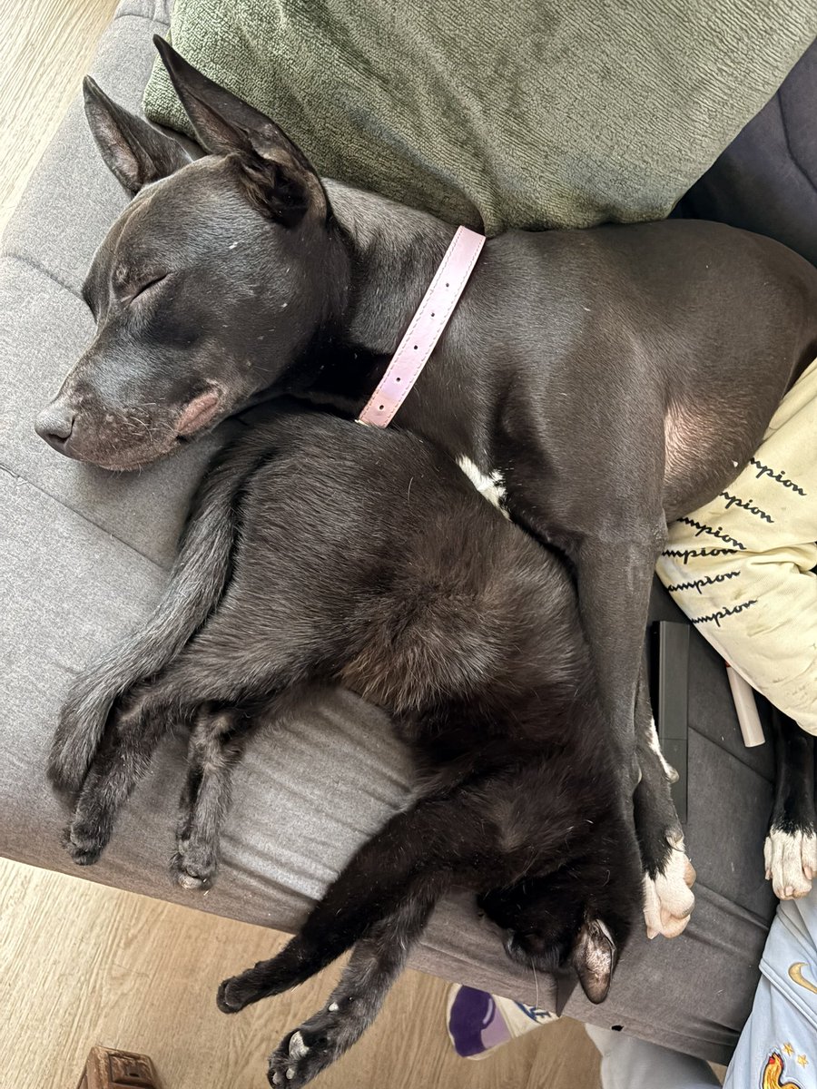 Jaaalaane's tweet photo. @MandelaBTC @B1TuckerCarlson My ‘’dangerous’’ dog https://t.co/TQfNMVIbEq