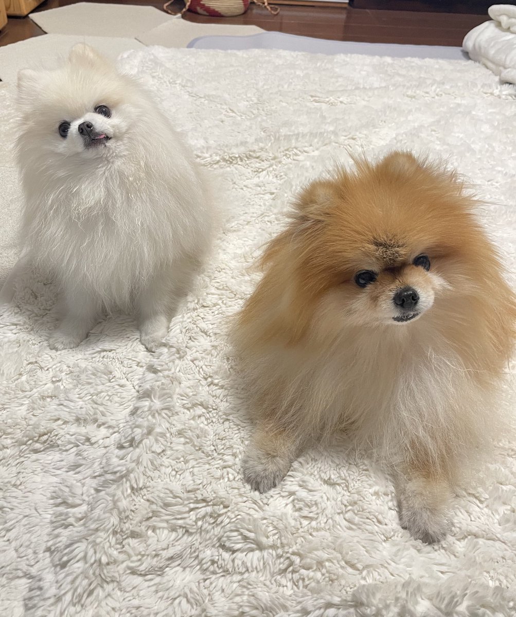 ポメラニアもふもふ3匹 (@ak1toPome) / Posts / X