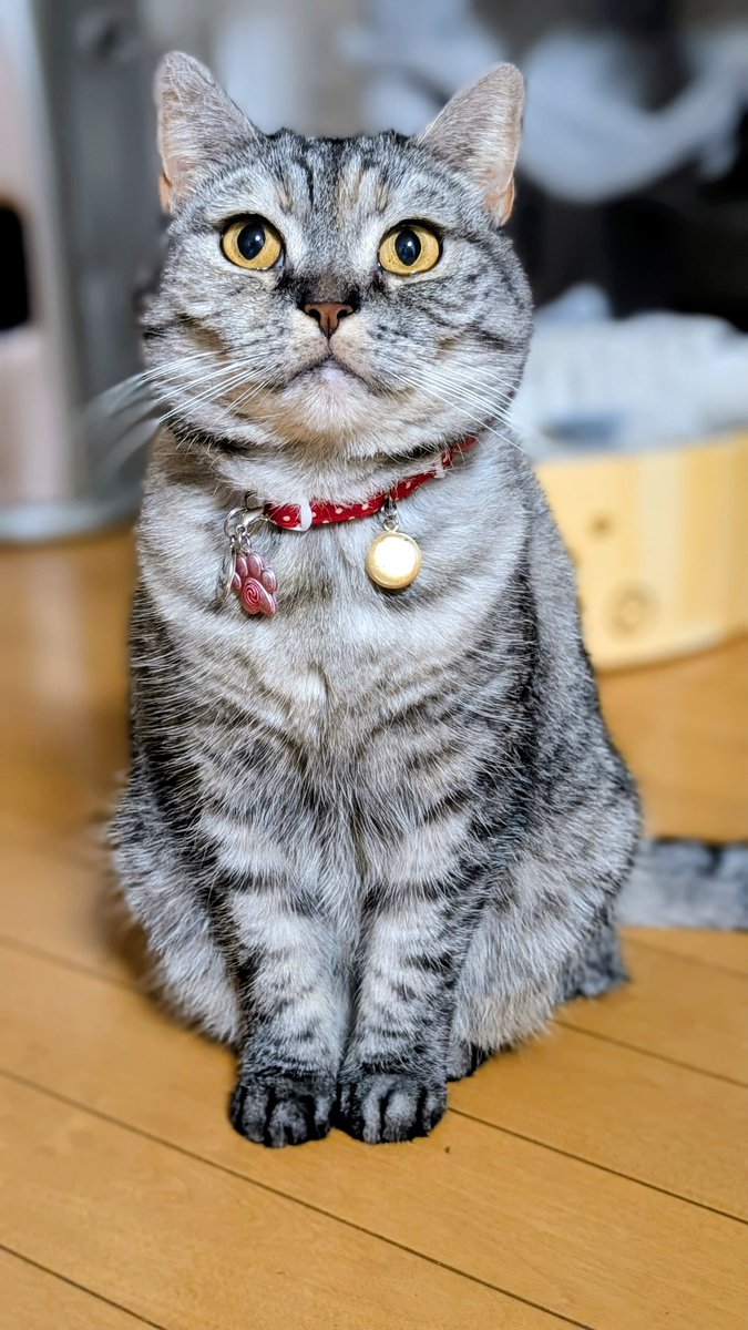 ねこさん⚡(ΦωΦ) (@catnap707) / Posts / X