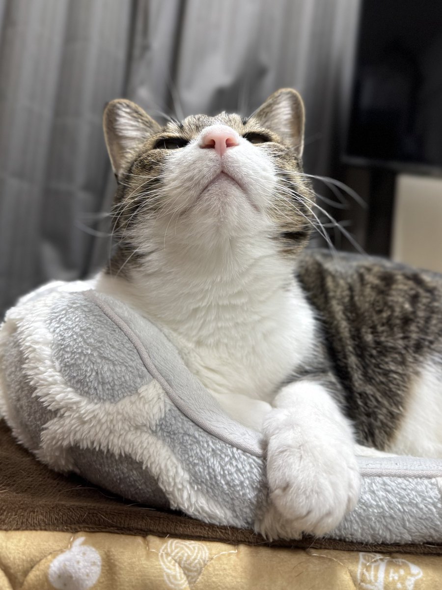 ぎんねこページ ねこno.130 | ネコ・パブリッシング