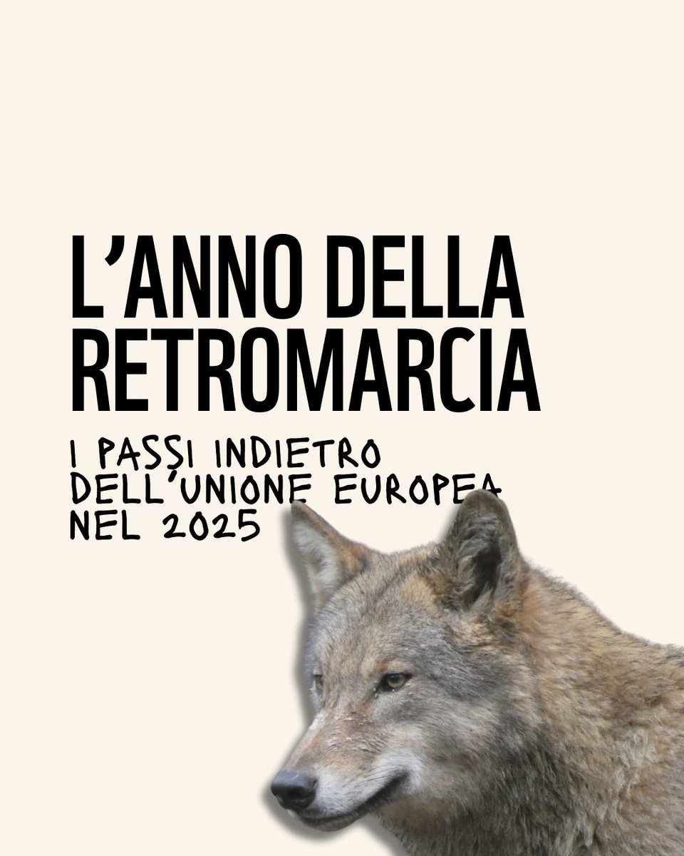 WWFitalia's tweet image. ⚫️Il #2025 è stato l’anno della retromarcia dell’Unione europea su #ambiente e #clima 

Dagli #animali alle #foreste, passando per gli obiettivi climatici e l’agricoltura 

Il #WWF ha stilato il bilancio di un'Europa passata da #green a #black in 8 mosse👇
wwf.it/pandanews/ambi…