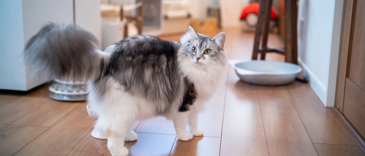 Post by 長山航 on X: 🐈