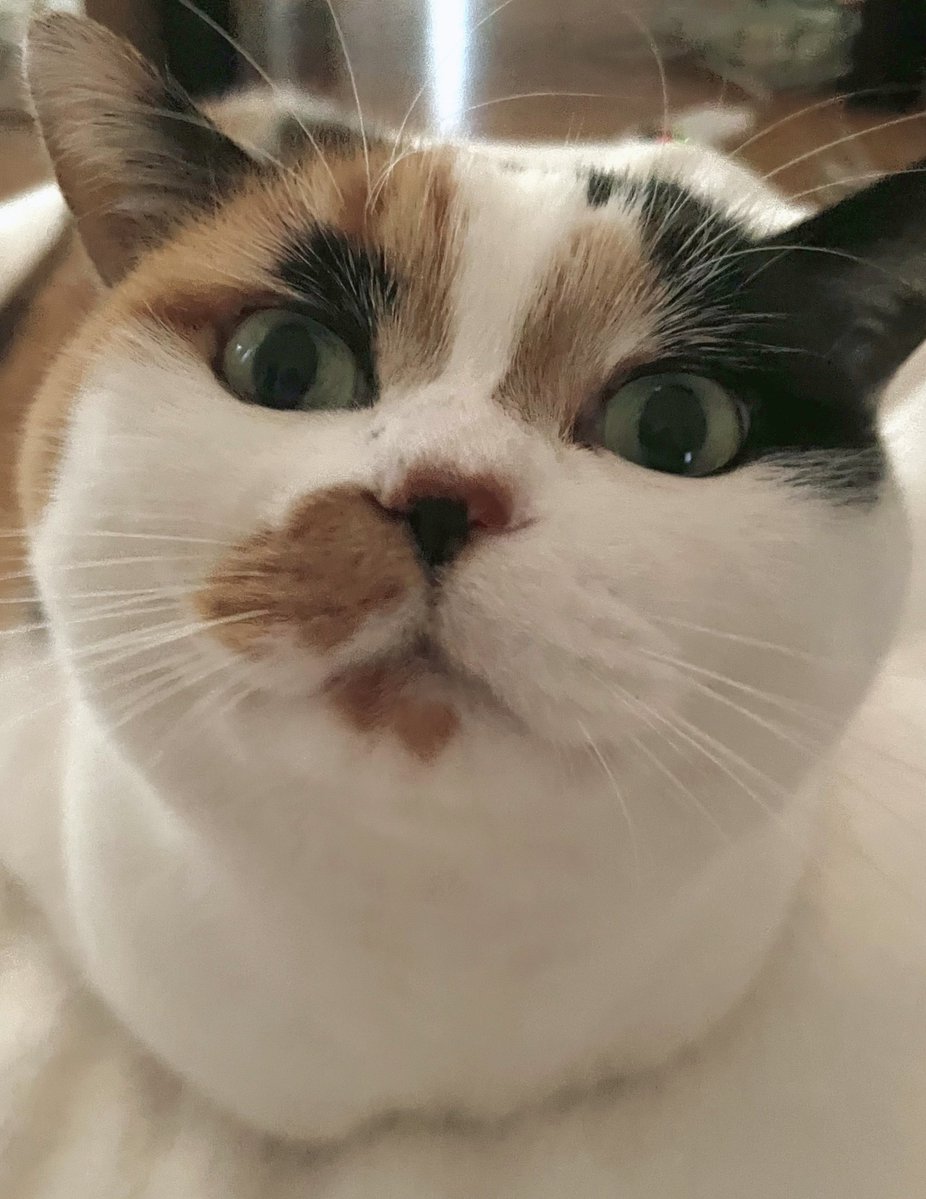 にゃんころもち (@sakura_nyancolo) / Posts / X