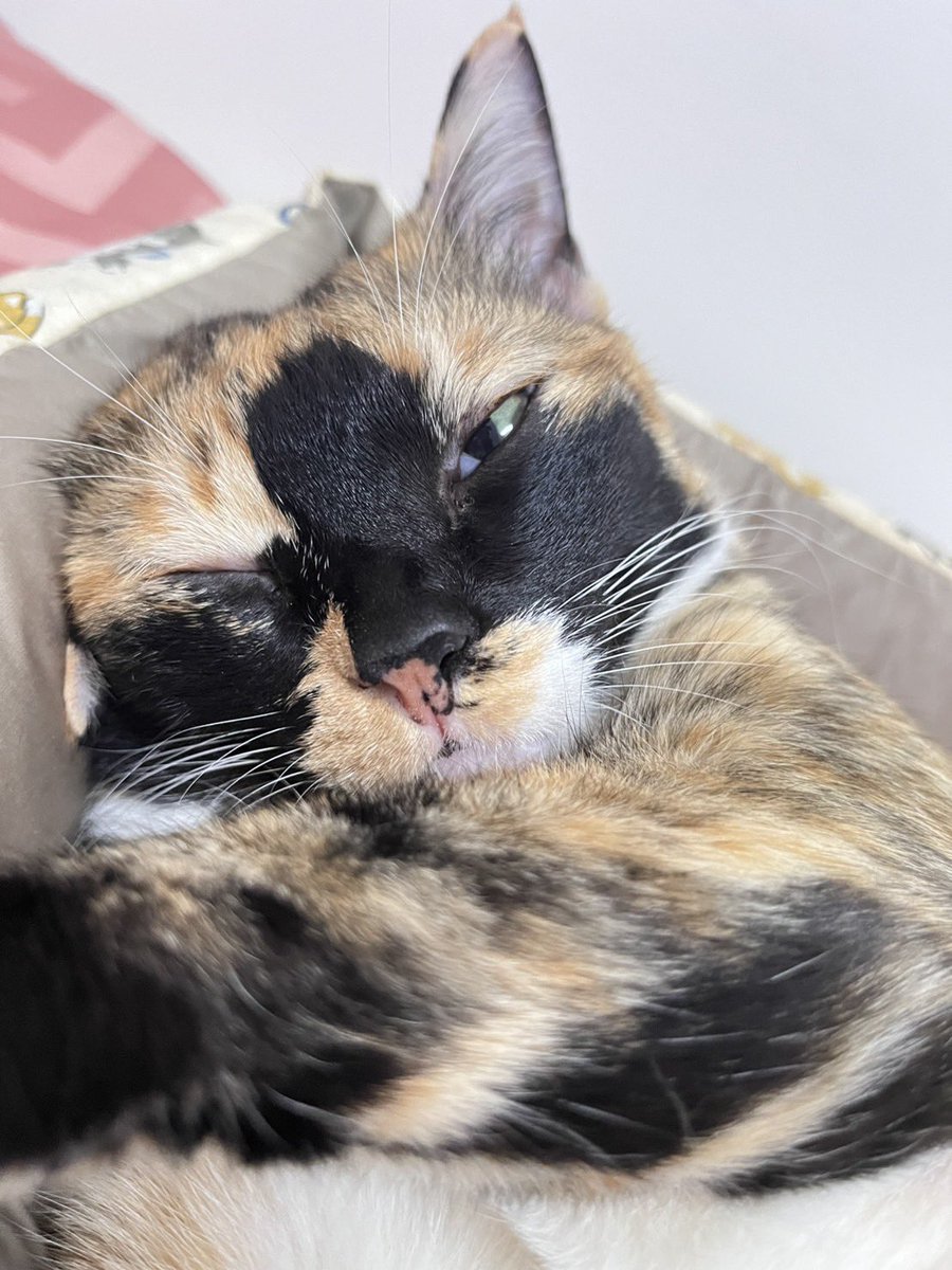 ถ้านี่ไม่ใช่แมวที่นอนได้น่ารักที่สุด😭🤏🏻🤏🏻