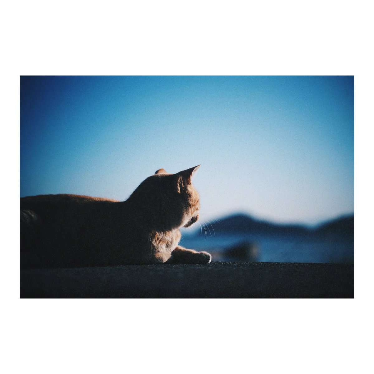 みかづき (@mic_azuki) / Posts / X