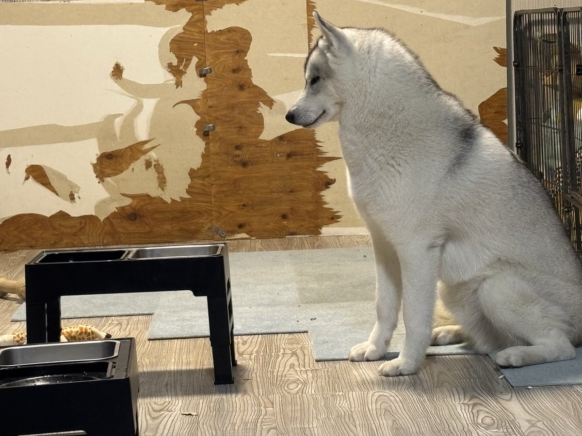 目が悪過ぎてかっこいい犬の絵でも描かれた壁なのかと思って拡大したら…w