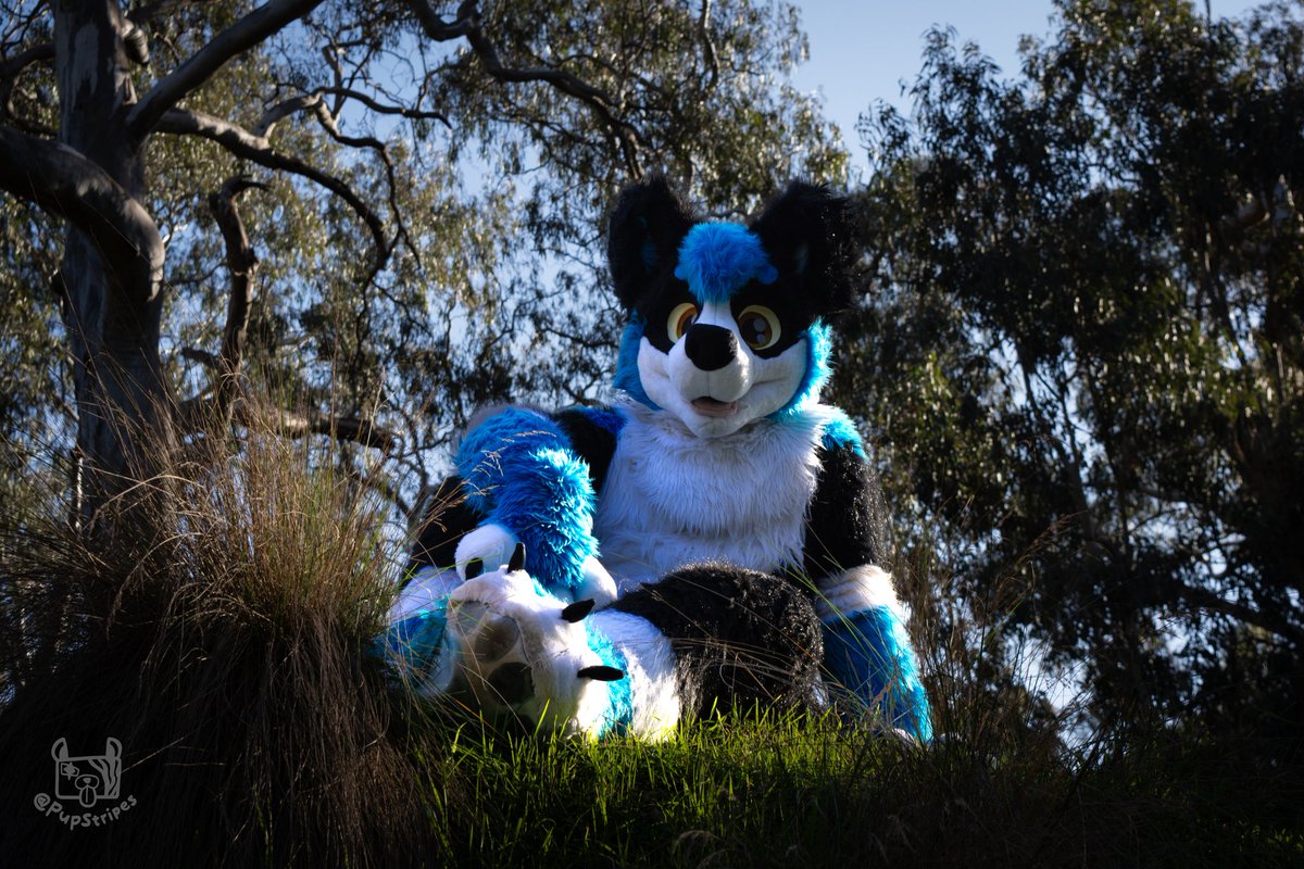 _ShadowRK9's tweet image. 23 Laps around the sun and grateful to those in my life 🎉🥳 

📸 - @PupStripes

#Birthday #fursuit #furry