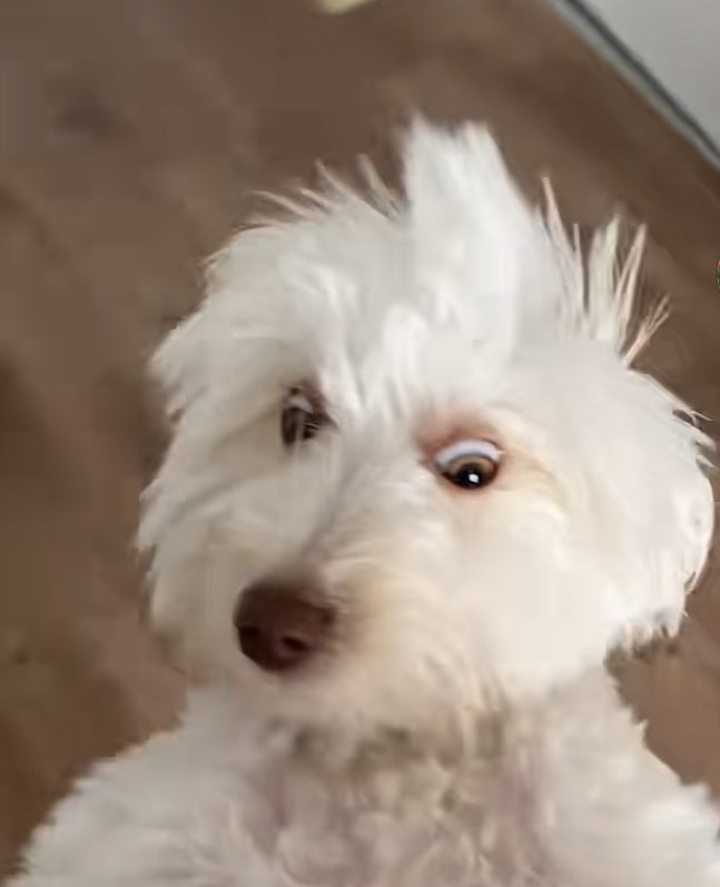 Akşam annesinin kucağında kedi görürse bellanın bakışlar