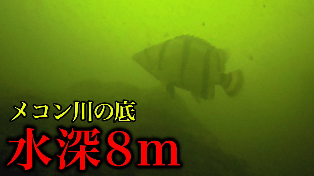 メコン川にダトニオを捕獲しに行ったよー！

メコン川へ潜って虎柄の熱帯魚を捕獲する！ youtu.be/2Ga6R5HqPdE?si… <a href="/YouTube/">YouTube</a>より