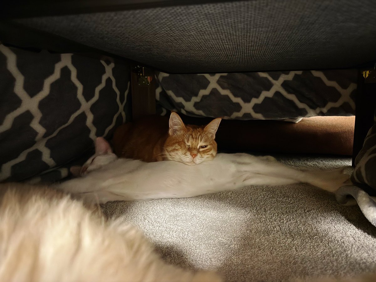 完全に枕に徹するMINTさん