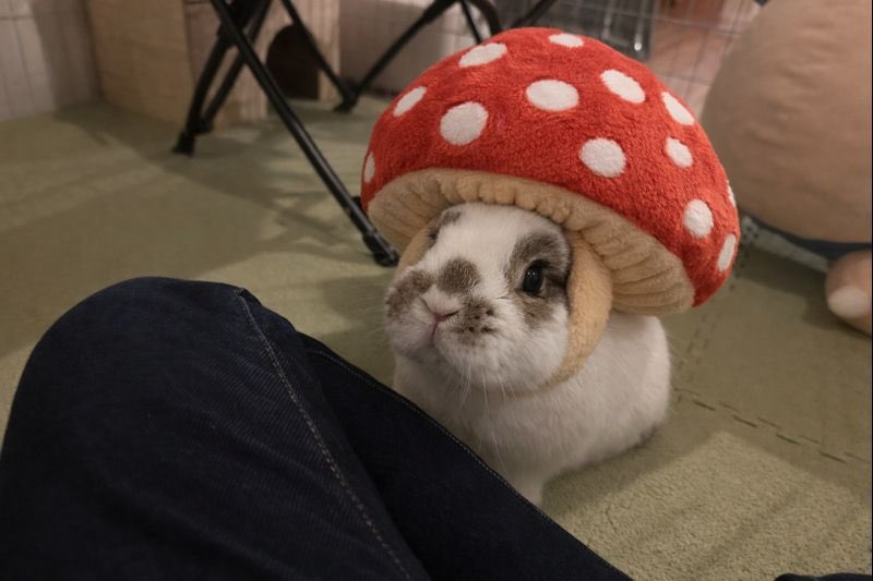 おもち🐰2代目うさぎ (@omochi_mochi_5) / Posts / X