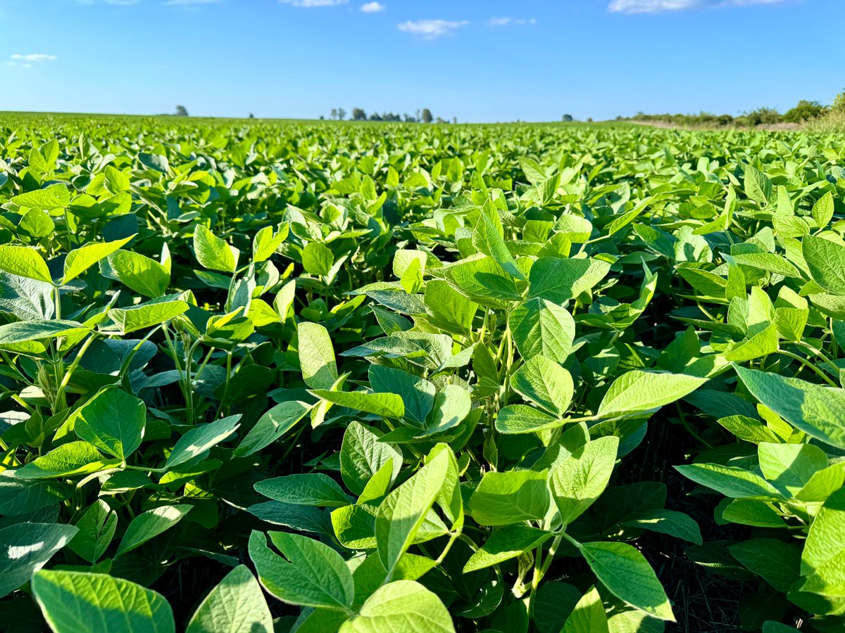 AgroConceptos's tweet photo. ¿Dosis variable a bajo costo? Es posible (y no necesitás comprar maquinaria) 🚜💸

Existe un mito que frena a muchos productores: “Para hacer dosis variable hay que enterrar miles de dólares en fierros”.

Hace unos días, en una charla, alguien me decía: “La tecnología es para los grandes, las máquinas full-variable son impagables”.

Es verdad que las máquinas de última generación son caras. Pero es falso que sean la única forma de entrar a la agricultura de precisión. Hoy, la agricultura digital ya no es una barrera, es un puente. 🌉

💡 La clave: Pasar del "promedio" al "ambiente"
El error más caro en el campo es tratar a todo el lote como si fuera igual. Cuando manejás promedios, desperdiciás recursos en las zonas bajas y te quedás corto en las de alto potencial.

Hacer dosis variable a bajo costo es un proceso de 3 pasos:

Ambientar con datos: Usá una app de agricultura digital para identificar las zonas reales de tu campo. 📱

Visualizar la variabilidad: Entendé dónde el suelo te pide más y dónde te pide menos. 📊

Prescribir con criterio: No necesitás que la máquina cambie la dosis cada metro. Dividir el lote en 2 o 3 grandes zonas ya es un salto abismal en eficiencia frente a la dosis fija.

🚜 ¿Y si no tengo la máquina?
Acá está el secreto para campos chicos y medianos: No compres el fierro, contratá el servicio. 🤝

Hoy el mercado ofrece soluciones que no requieren inversión inicial en activos:

Contratistas especializados: Pulverizadoras y fertilizadoras que ya vienen con la tecnología incorporada.

Drones agrícolas: Ideales para aplicaciones variables de sólidos y líquidos en puntos específicos.

Dosis variable asistida: Incluso con maquinaria convencional y un monitor de guiado básico, podés hacer cambios manuales de dosis por sectores.

🎯 El resultado:
✅ Menos inversión inicial: Usás el capital para insumos, no para fierros. ✅ Más eficiencia: Ponés los dólares donde realmente retornan. ✅ Mejor agronomía: Empezás a gestionar tu campo como un ecosistema vivo, no como un rectángulo uniforme.

La tecnología ya está disponible. Lo único que necesitás para empezar es una app, tus datos y las ganas de dejar de trabajar a ciegas.