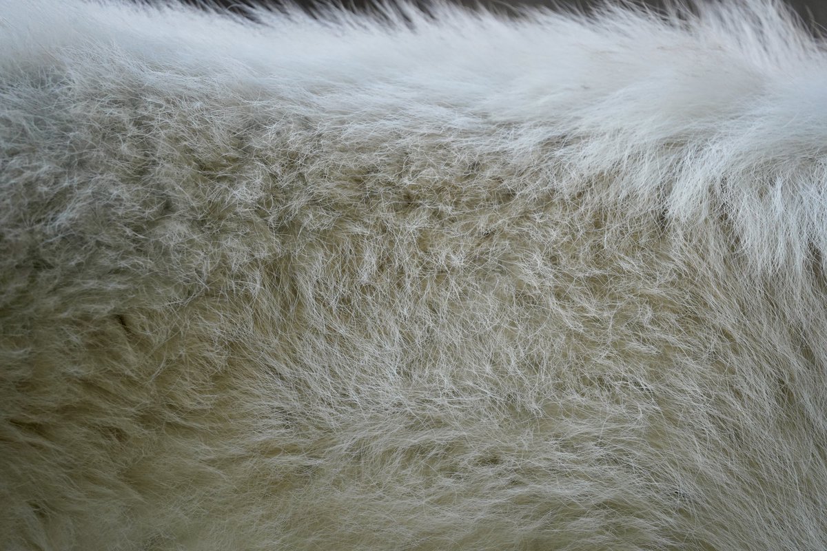 potatowolf358's tweet image. オオカミ サンナちゃん！
おてて！＼カワイイ!/

#オオカミ #サンナ #Wolf #kawaii