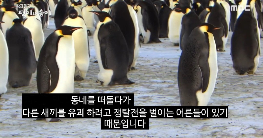 66화 요약 : 죠반니가 뻐꾸기가 아니라 황제펭귄이었던 건에 대하여