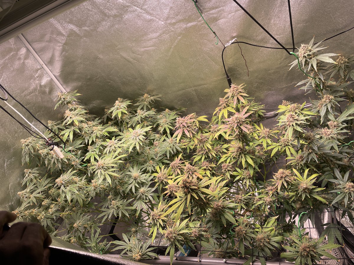 CDXXbudz's tweet image. Frame 2&amp;amp;3 #BlackmuffinF.  @sweetseeds_es 
#VelvetMoon (left in frane 1) @greenhouseseeds 
@lotusnutrients 💯💯
#DWC Bloom Day 42. Purple Colors going apeshit on the #BlackMuffin. 
The frost on the #VelvetMoon insane. 
#Grownie #Lotusnutrients