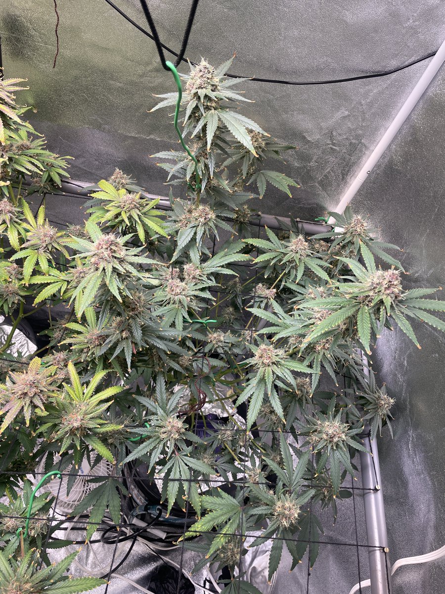 Frame 2&amp;3 #BlackmuffinF.  <a href="/sweetseeds_es/">Sweet Seeds®</a> 
#VelvetMoon (left in frane 1) <a href="/greenhouseseeds/">Green House Seed Co</a> 
<a href="/lotusnutrients/">Lotus Nutrients</a> 💯💯
#DWC Bloom Day 42. Purple Colors going apeshit on the #BlackMuffin. 
The frost on the #VelvetMoon insane. 
#Grownie #Lotusnutrients