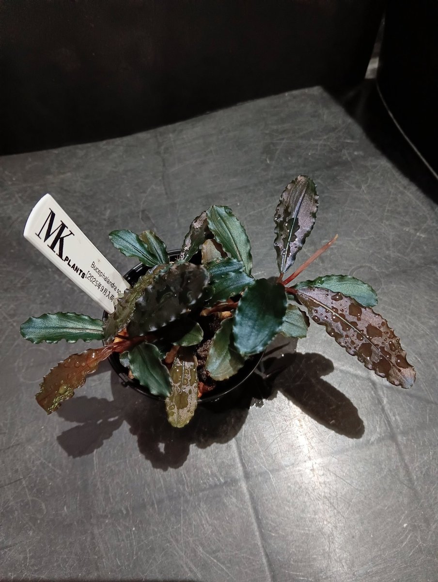 Bucephalandra sp. Purple wave【2025年9月入荷 カミハタ便】 かなり