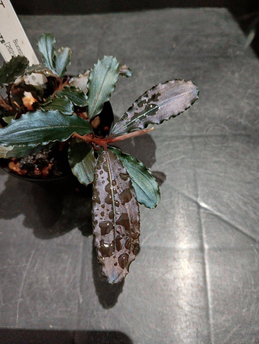 Bucephalandra sp. Purple wave【2025年9月入荷 カミハタ便】 かなり