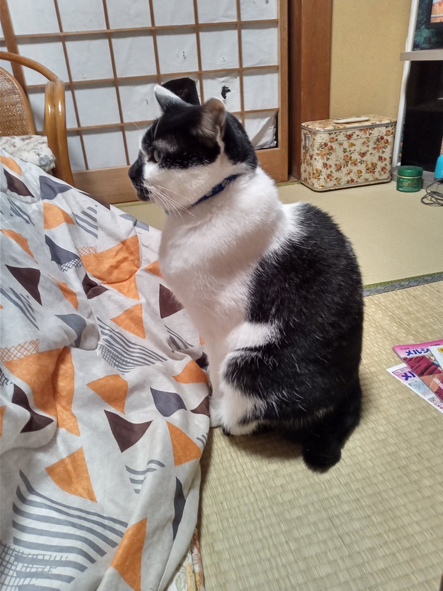 ネコ 今日のネコ(=^・^=)