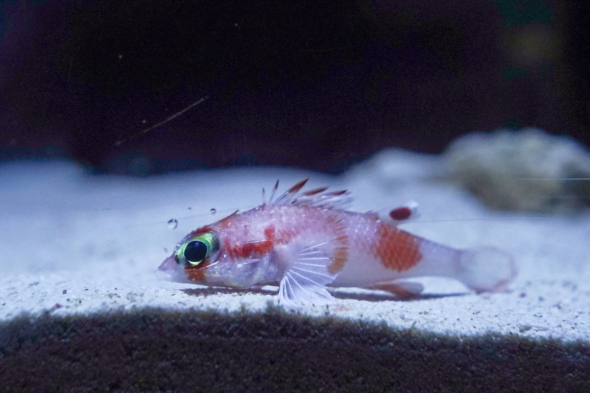 カルカンサイト (@samemania_) / Posts and Replies / X